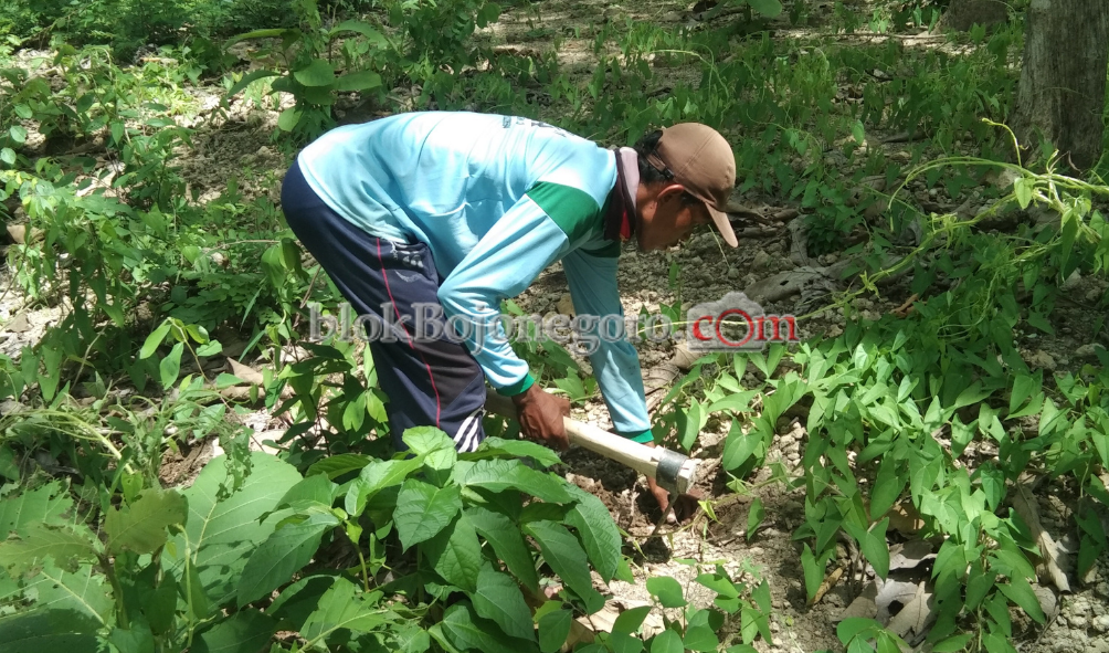 Petani Klino Banting Setir, Tinggalkan Jagung Pilih Porang