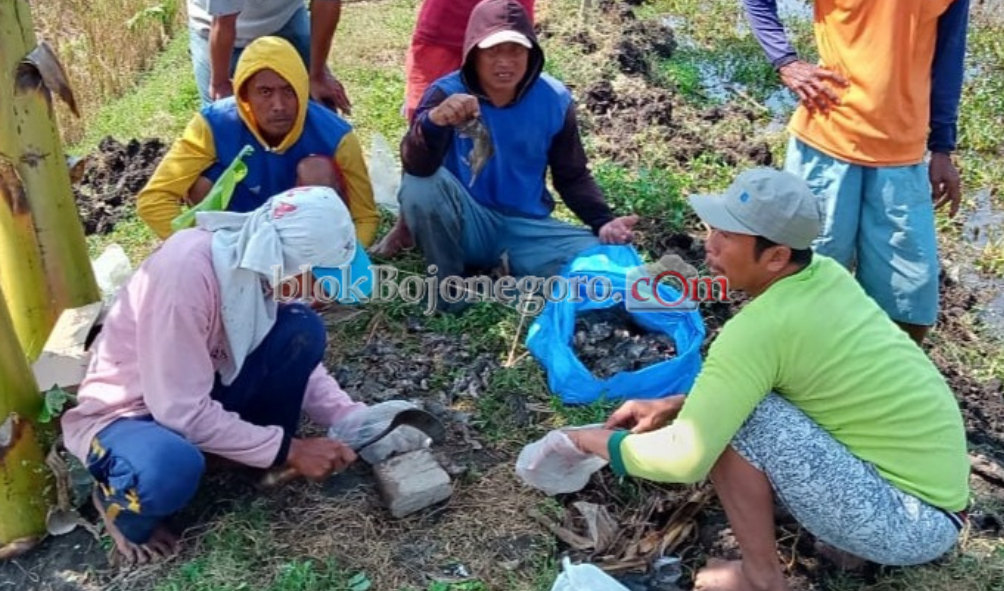 Sayembara Tangkap Tikus, Petani di Kanor Berhasil Kumpulkan Ribuan Ekor
