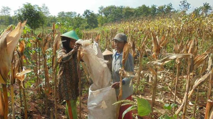 Jagung Mahal Saat Panen Raya,Petani Senang