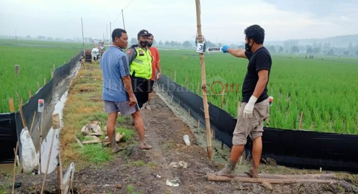 Jebakan Tikus di Rengel Tuban Makan Korban