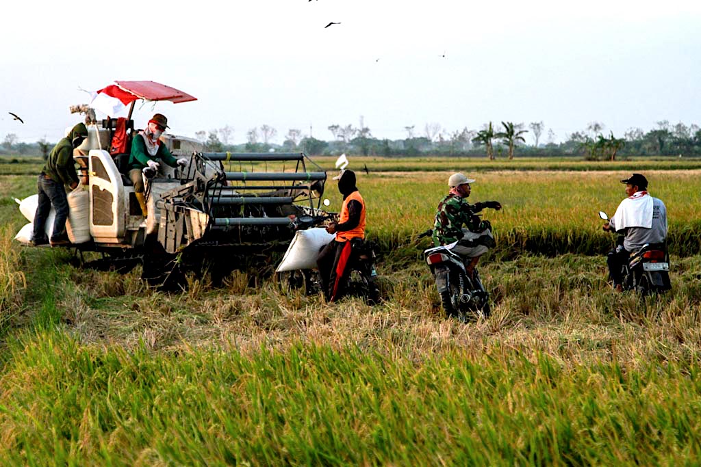 Harga Gabah Anjlok, Petani Meradang