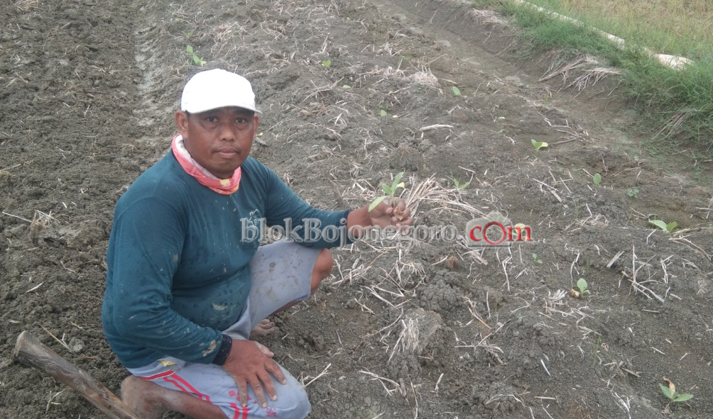 Curah Hujan Tinggi, Tanaman Petani Banyak yang Mati