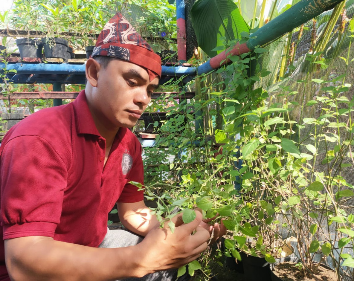 Warga Mojodeso Budidaya Rumput Israel untuk Minuman Peningkat Imun