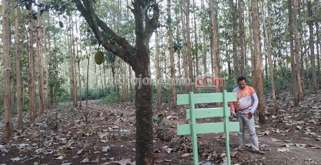 Ternyata Burung Merak Masih Ada di Hutan Bojonegoro
