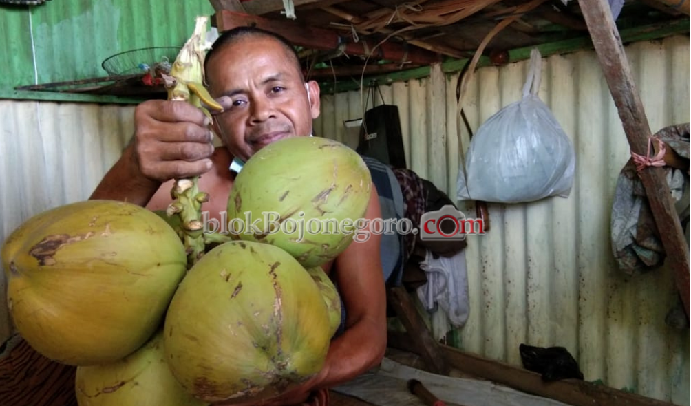 Laris Terjual, Harga Kelapa Hijau Capai Rp50 Ribu Per Buah