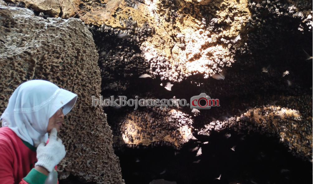 Goa Lowo Ngronan, Potensi Wisata Alami di Sekar