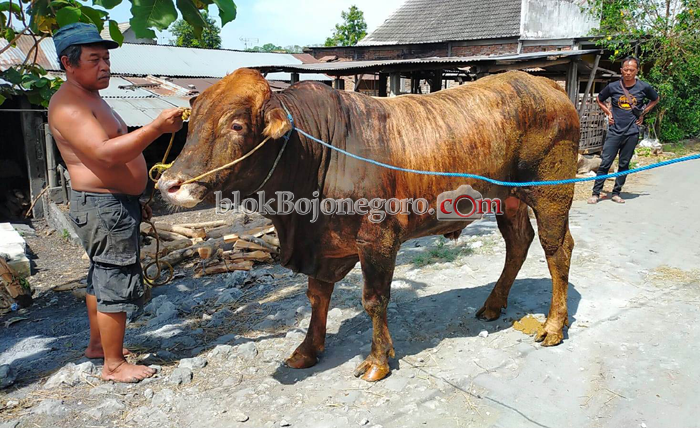 Pandemi, Beli Hewan Kurban Bisa Lewat Online