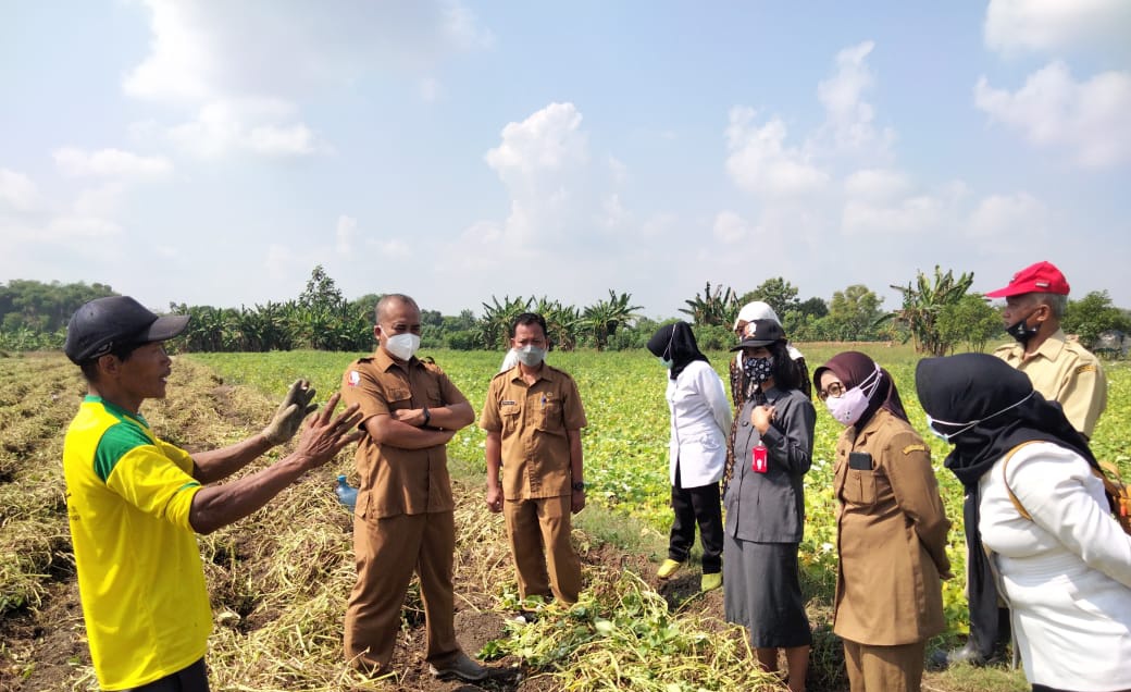 Disperta Dukung Petani di Banjarsari Budidaya Benih Kangkung
