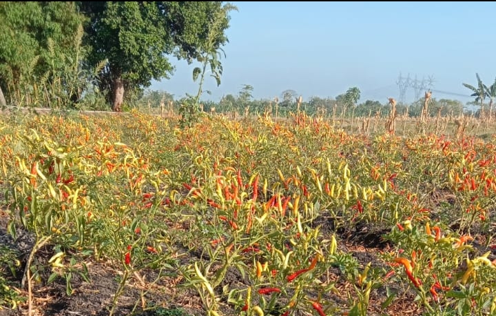 Harga Cabai Anjlok, Petani Merugi