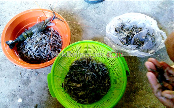 Bengawan Solo Menghitam, Begini Kata DLH Bojonegoro