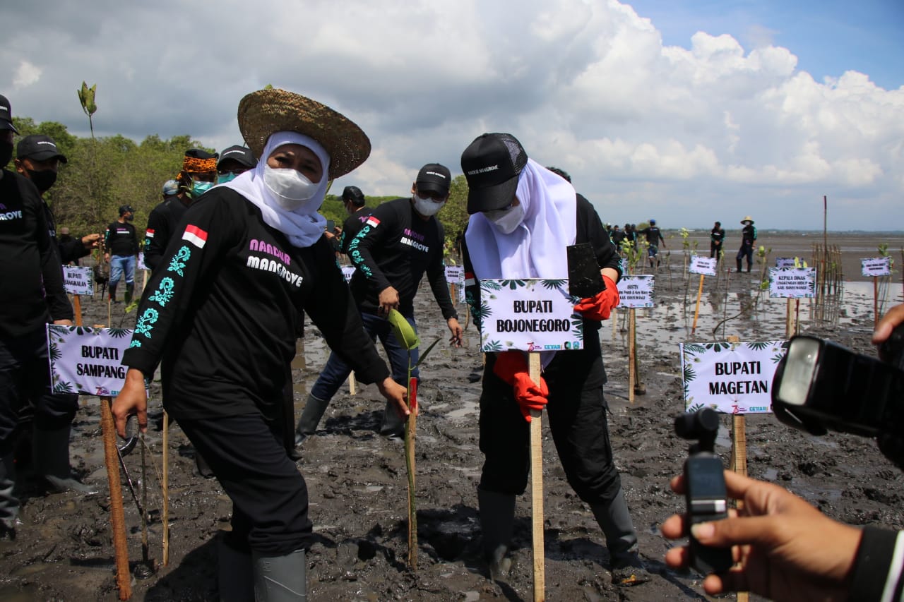 Hari Jadi Jatim, Gubernur Bersama Bupati Bojonegoro Nandur Mangrove Bareng