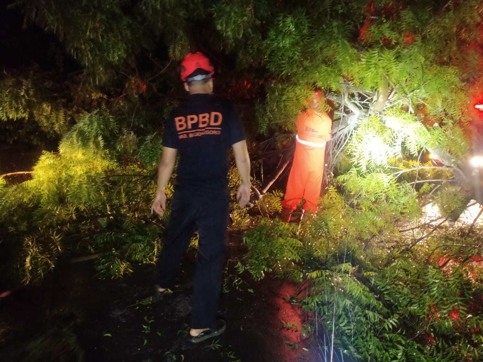 Pohon Tumbang, Jalan Raya Bojonegoro-Cepu Sempat Macet