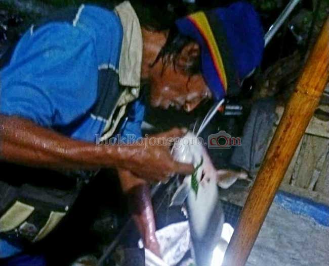 Pantau Medsos, Pladu Ikan Bengawan Solo Bisa Diprediksi