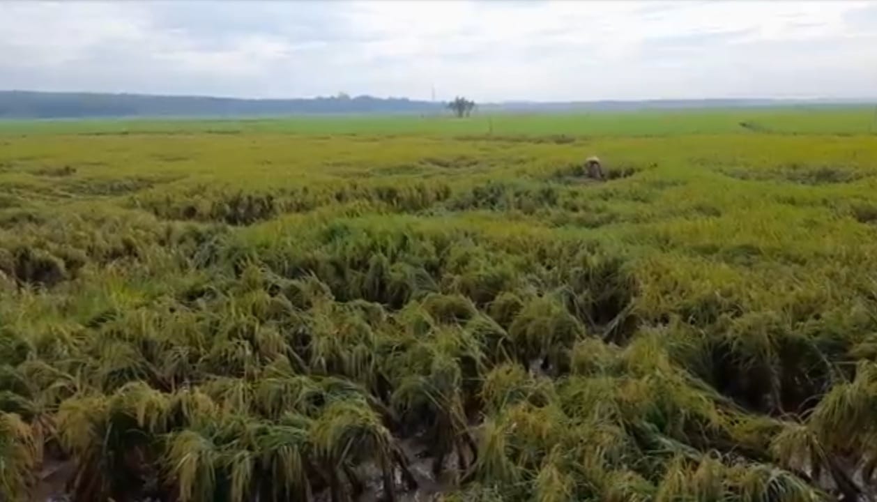 Diterjang Angin, Puluhan Hektare Tanaman Padi di Bojonegoro Rusak