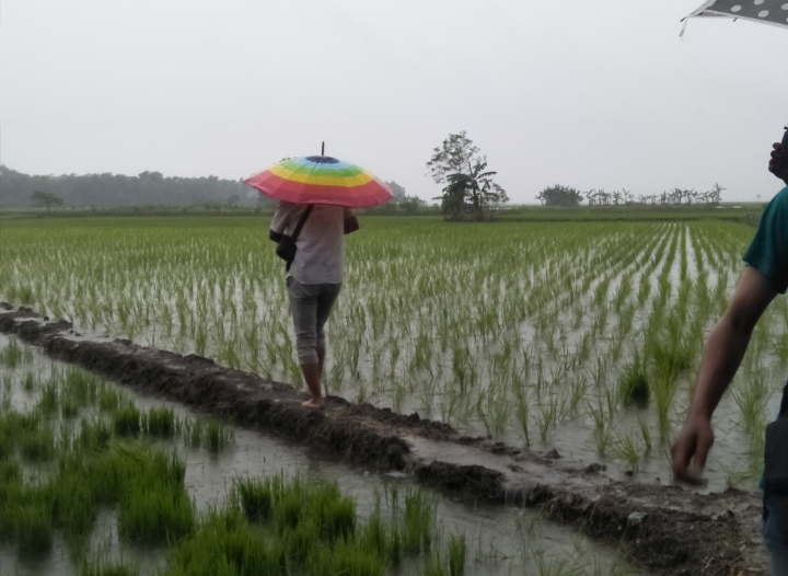 Warga Kepohbaru Panik, Angin Puting Beliung Terjang Area Persawahan