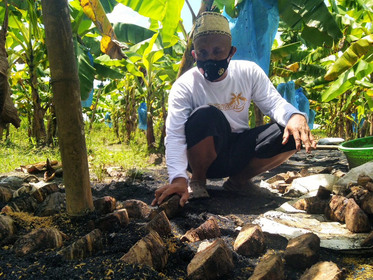 Tanam Pisang Cavendish, Pria Asal Balen Dapat Omzet Ratusan Juta