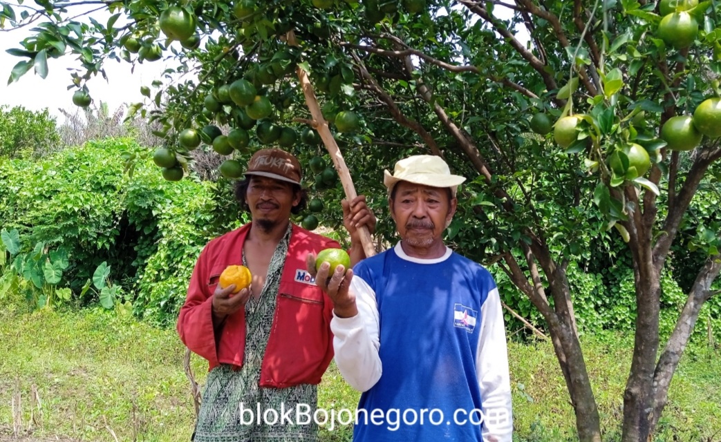 Desa Ngunut Kembangkan Potensi Jeruk Keprok Hingga Rencana Terminal Sayur