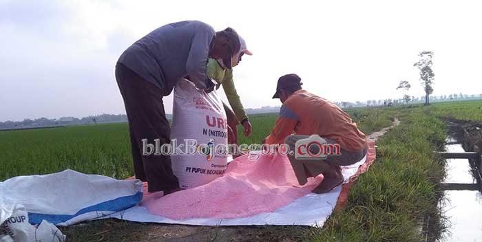 Produksi Padi di Bojonegoro Terus Meningkat Capai 824.722 Ton