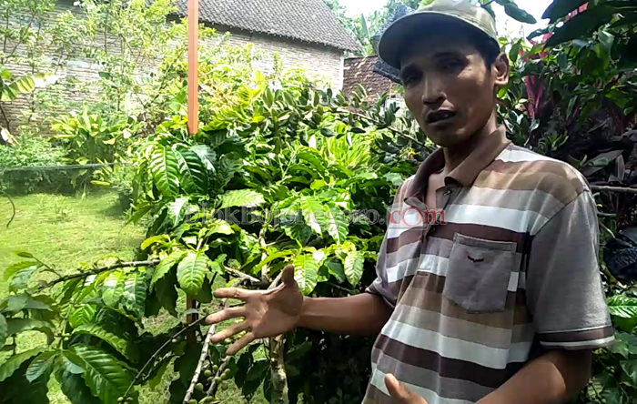Warga Tlogohaji Budidaya Tanaman Kopi di Bojonegoro