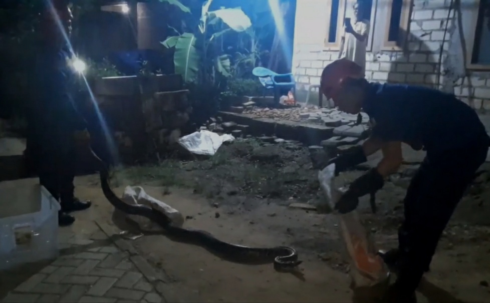 Warga Mori Digegerkan Adanya Ular Sanca Sepanjang 3 Meter