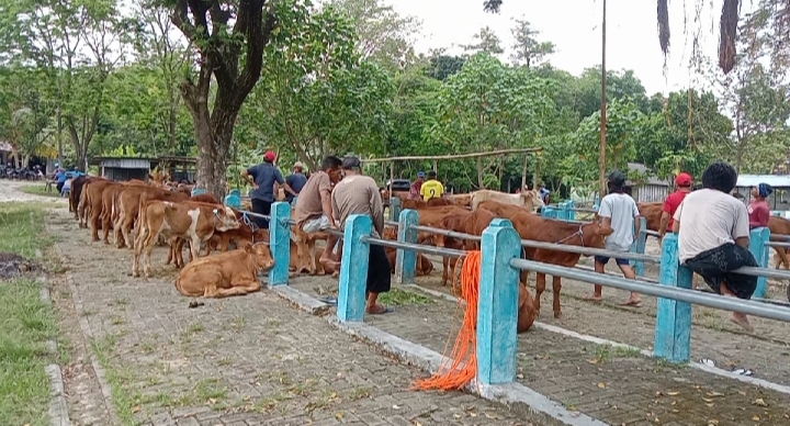 Disnakkan Larang Sapi dari Luar Masuk ke Bojonegoro, Kenapa?
