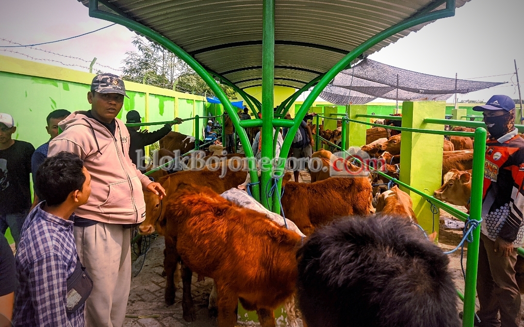 Meski Ada Wabah PMK, Popoulasi dan Penjualan Sapi tetap Stabil