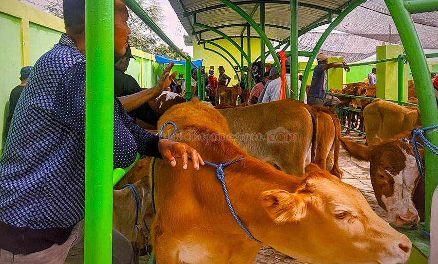 Sapi Kena Penyakit Mulut dan Kuku, Apa Bisa Dagingnya Dikonsumsi?