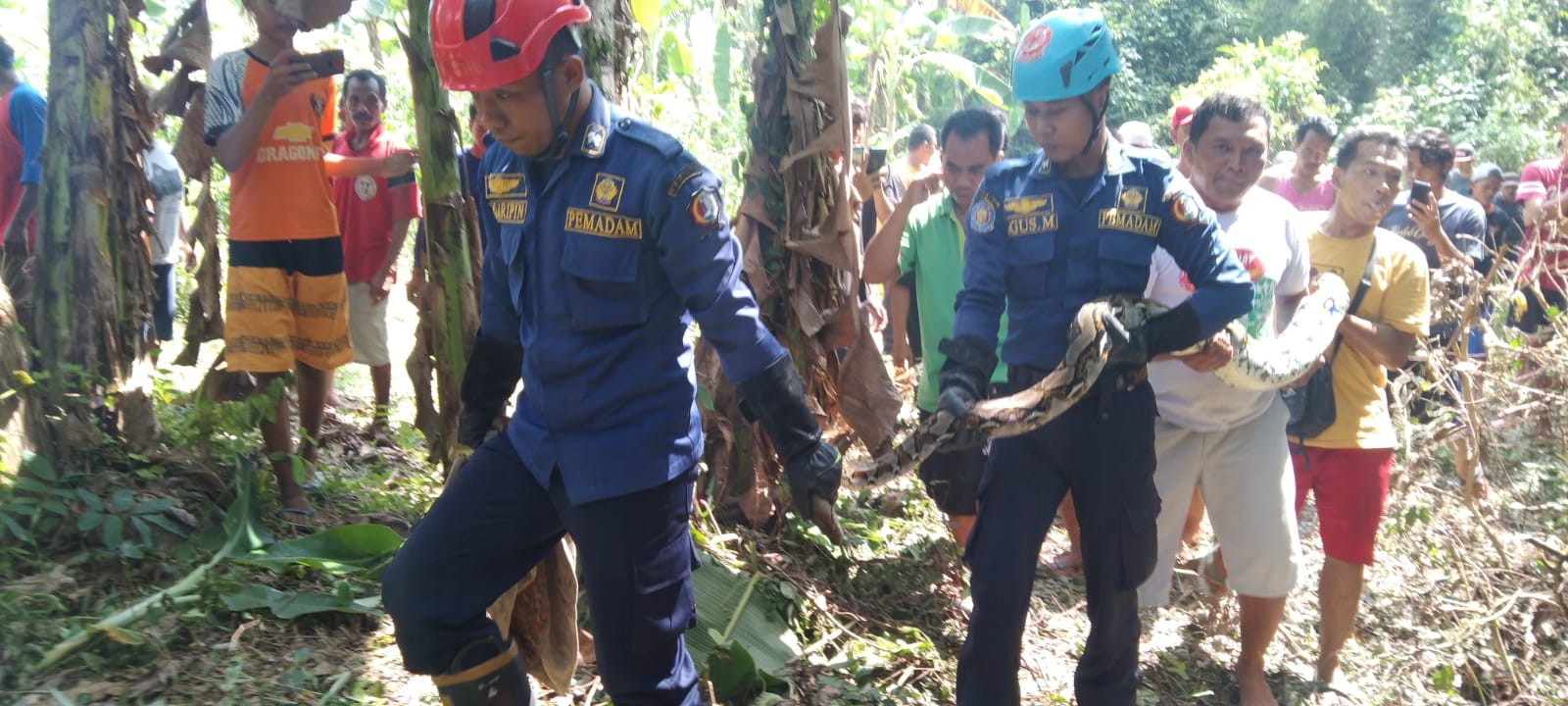 Ular Sanca Kembang Ditemukan di Pekarangan Warga Banjarsari
