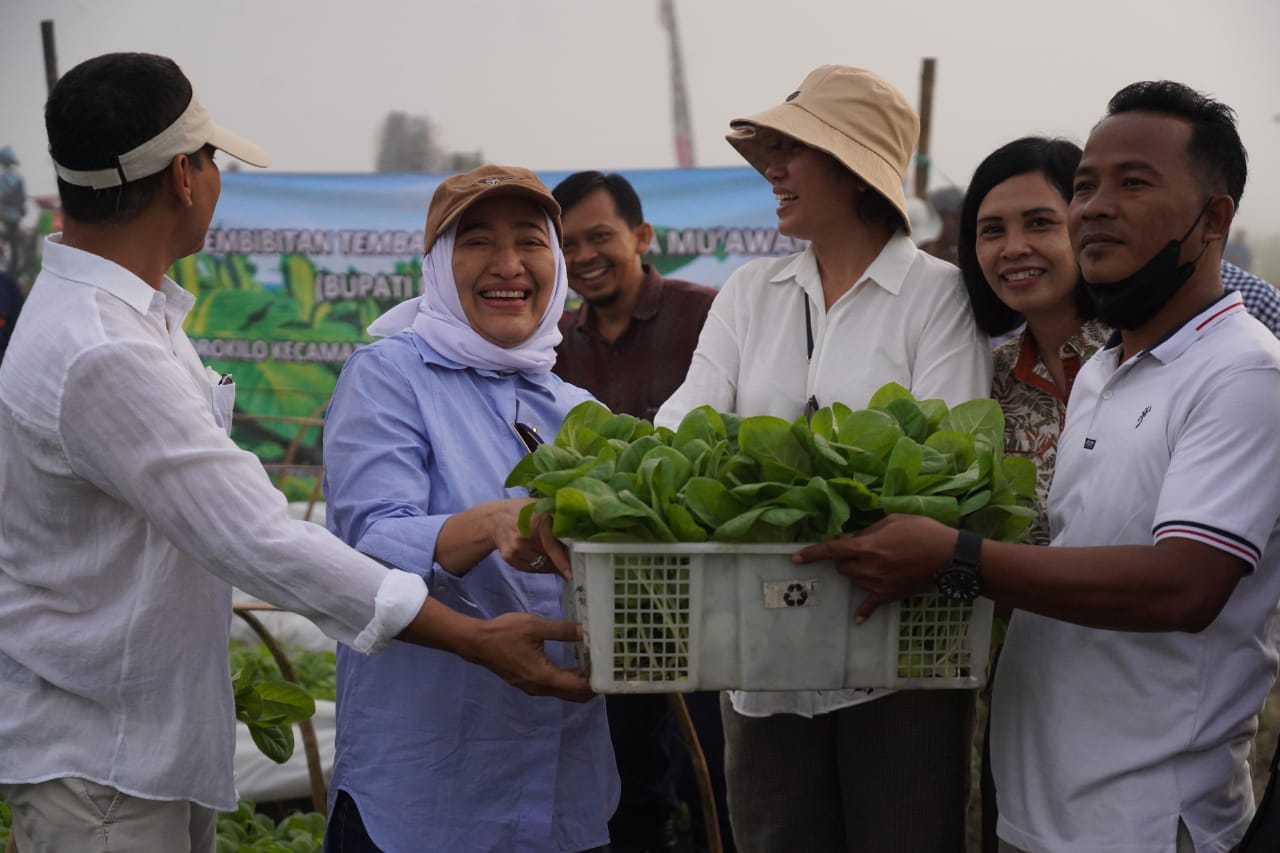 Petani Terima Bibit Tembakau Virginia dari Pemkab Bojonegoro