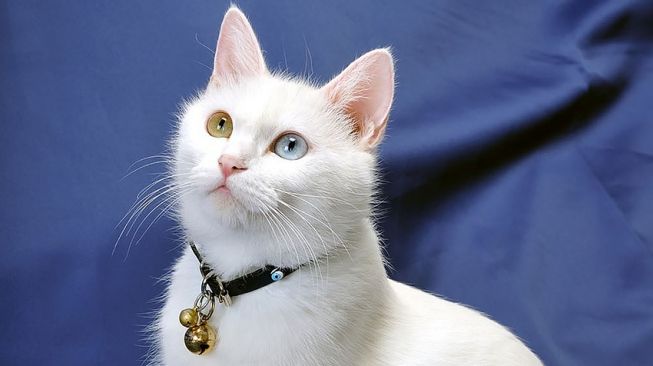 Apakah Hidup Bersama Kucing Baik untuk Kesehatan? Ini Penjelasannya