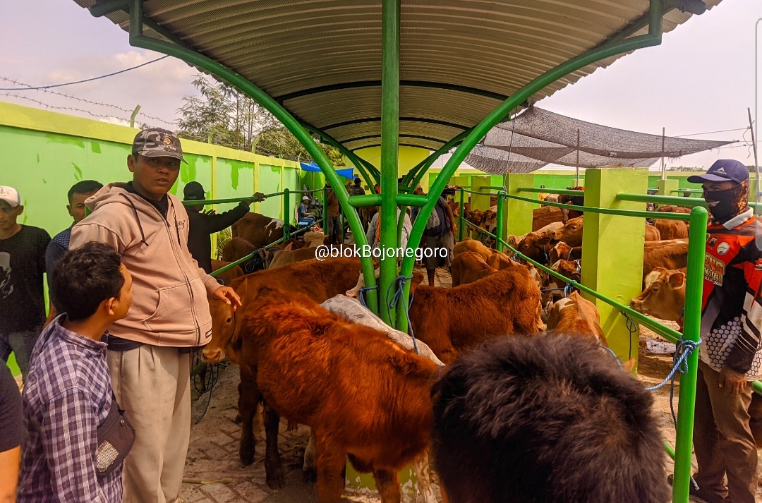 Obat untuk Hewan Terjangkit PMK Aman