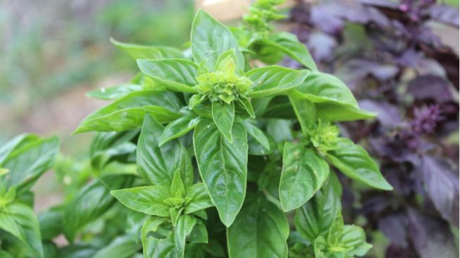 4 Manfaat Daun Kemangi untuk Kesehatan, Tak Cuma Sedap Dijadikan Lalapan