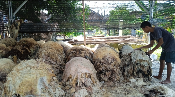 Berkah Pengepul Kulit Ternak Kurban, Raup Cuan Jutaan