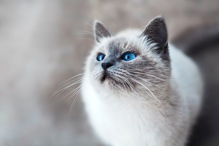 Berikut Masalah Penyakit yang Sering Menjangkit Kucing