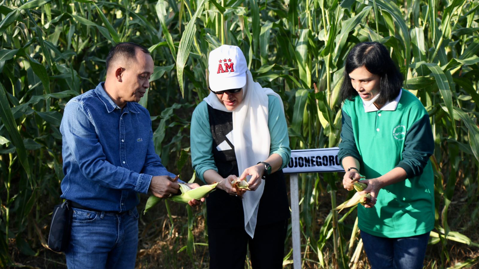 Panen Jagung Pulut, Bupati Harap Gerakan Potensi Lahan untuk Tanaman Pangan