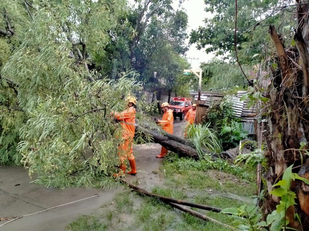 Hujan Deras, Pohon di Kalisari Roboh Menimpa Aliran Listrik