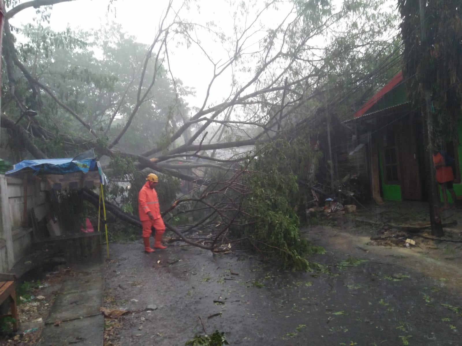Pohon Tumbang di Makam Kembar Sukorejo