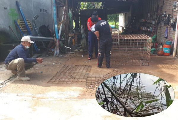 Kemunculan Buaya di Bengawan Solo, BKSDA dan Damkar Lakukan Pemantauan