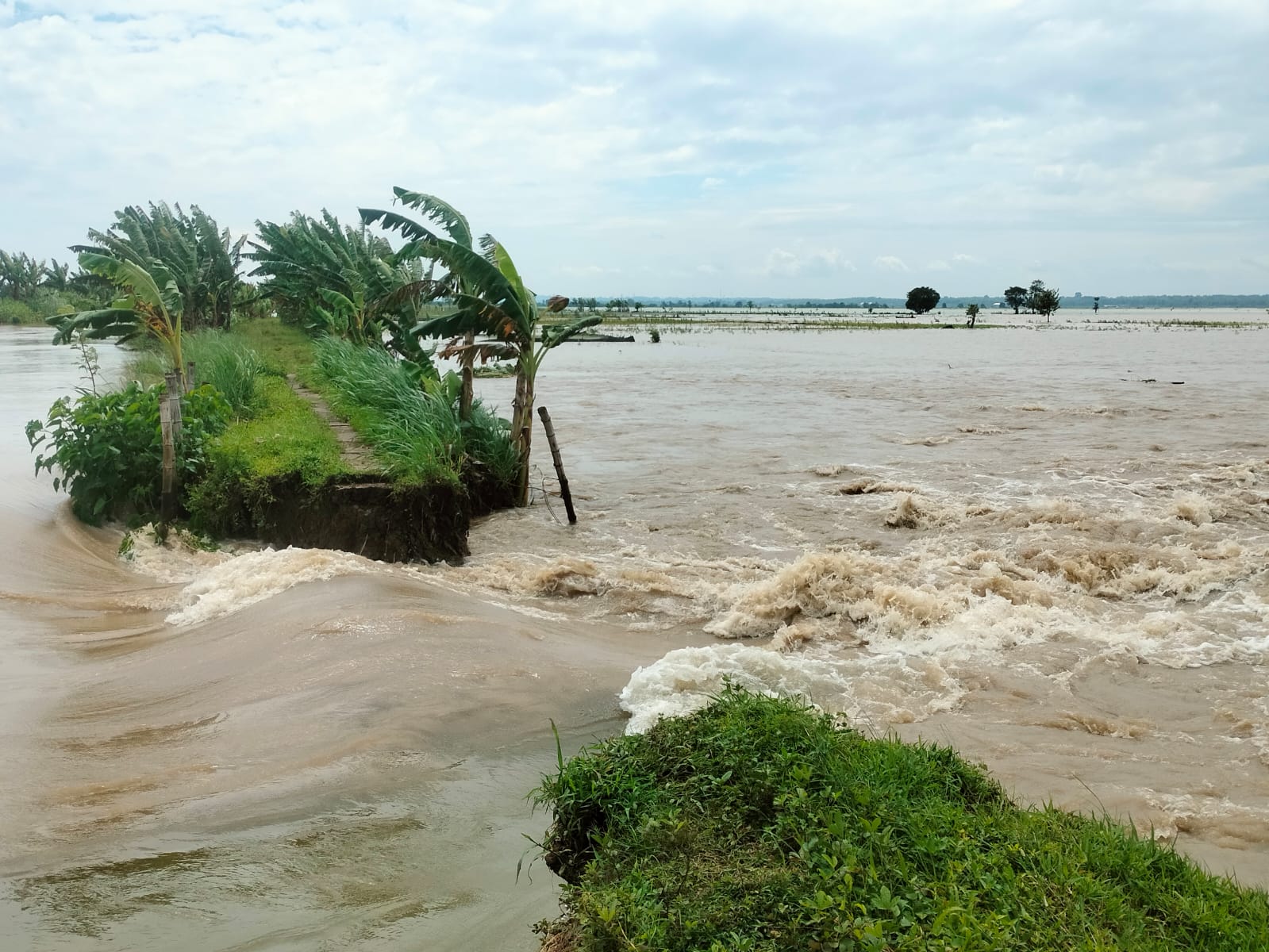 Tanggul Di Baureno Jebol Ratusan Hektare Sawah Terendam Banjir