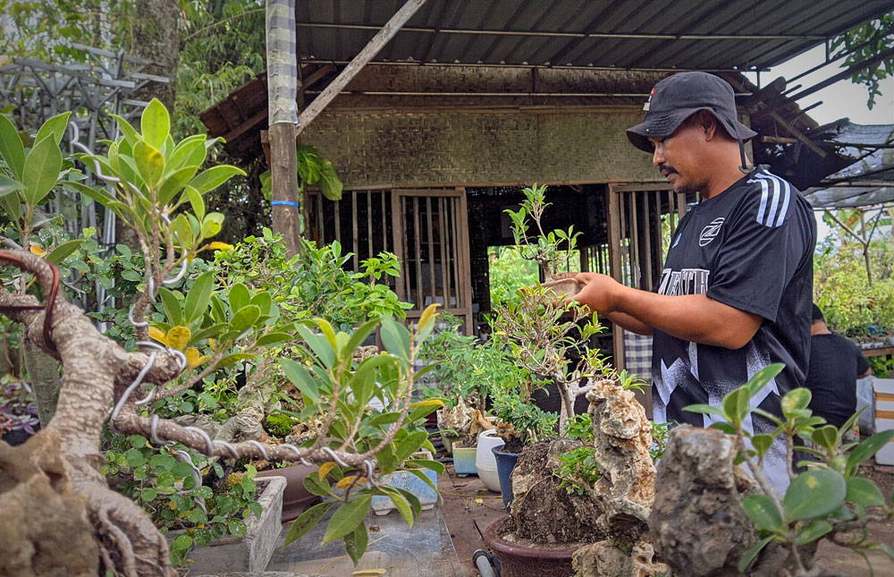 PNS Guru di Bojonegoro, Sukses Geluti Budidaya Bonsai Mini