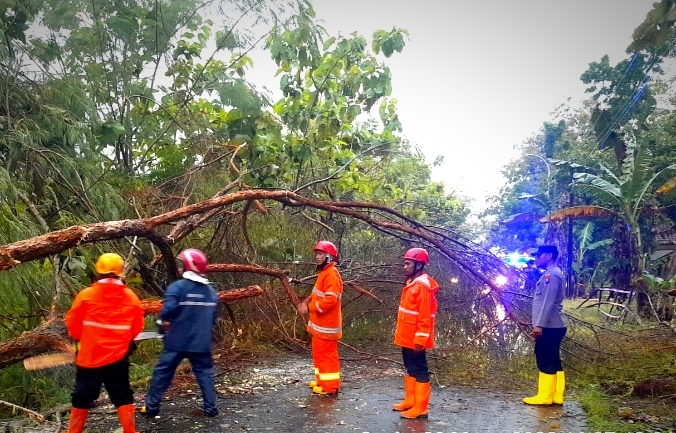 Hujan Deras Sebabkan Pohon Tumbang di Tiga Titik