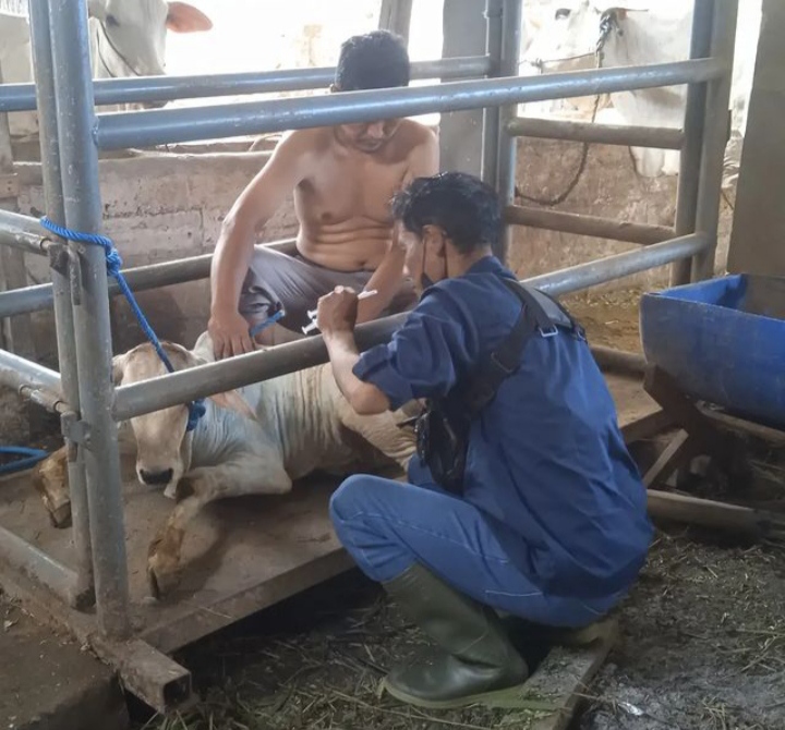Waspada Penyakit LSD, Kulit Sapi di Tambakrejo Alami Benjol-Benjol