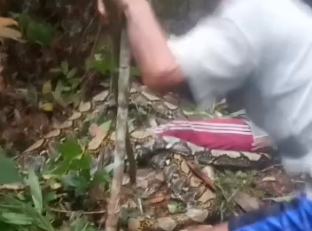 Beredar Video Perempuan Terlilit Ular, Polisi: Hoax, Bukan di Bojonegoro