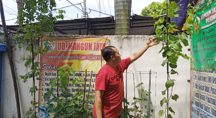 Anggota Polri Ini Budidaya Berbagai Varietas Anggur di Dunia
