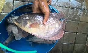 Ternak Ikan Gurame, Bisnis Menjanjikan Harga Stabil