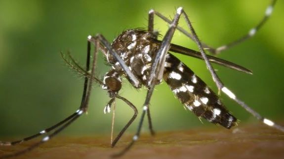 Kemenkes Ingatkan Cuaca Panas Bikin Nyamuk Makin Agresif, Waspada DBD Hingga Malaria!