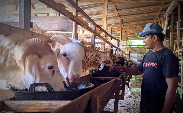 Nyambi Ternak Kambing, Pak Polisi Banjir Pesanan Kurban