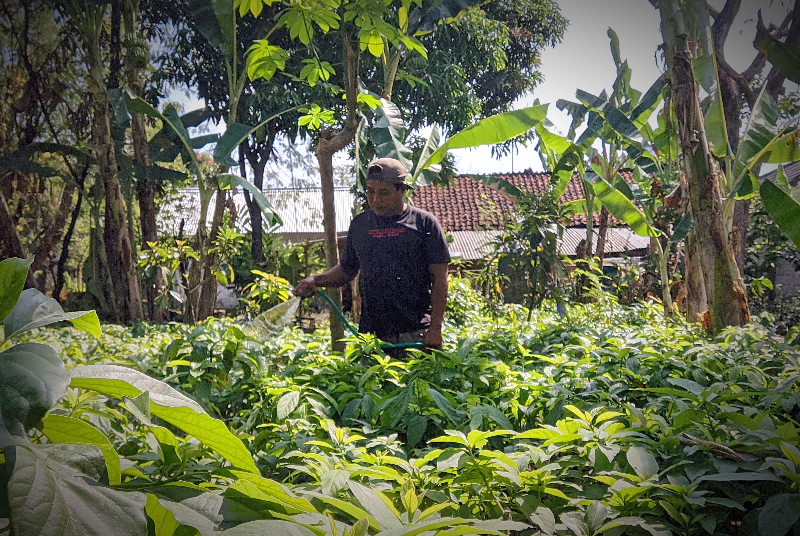 Berawal Sampingan, Mantan Sales di Bojonegoro Sukses Budidaya Bibit Alpukat