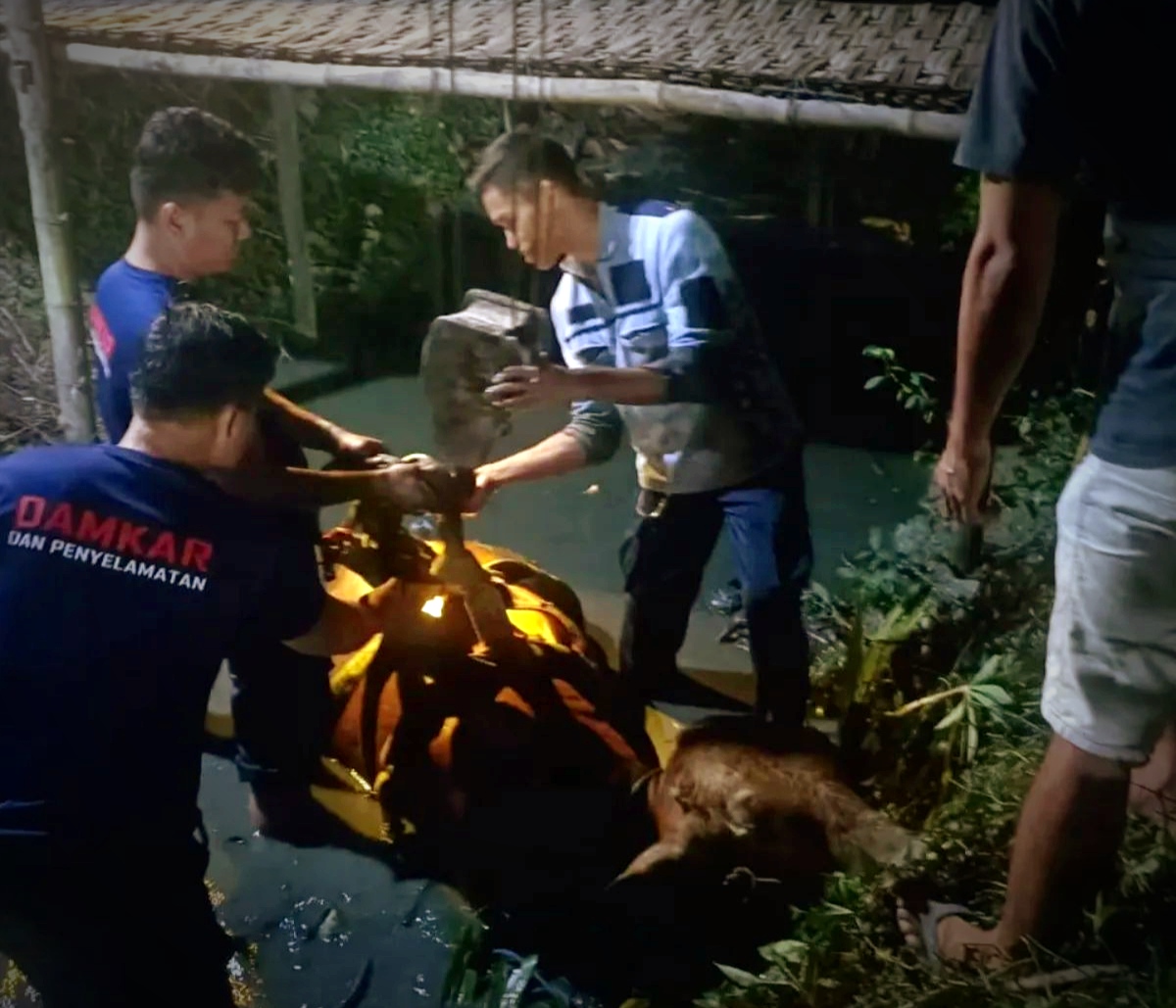Hendak Diantar ke Pembeli, Sapi Kurban di Bojonegoro Tercebur di Irigasi