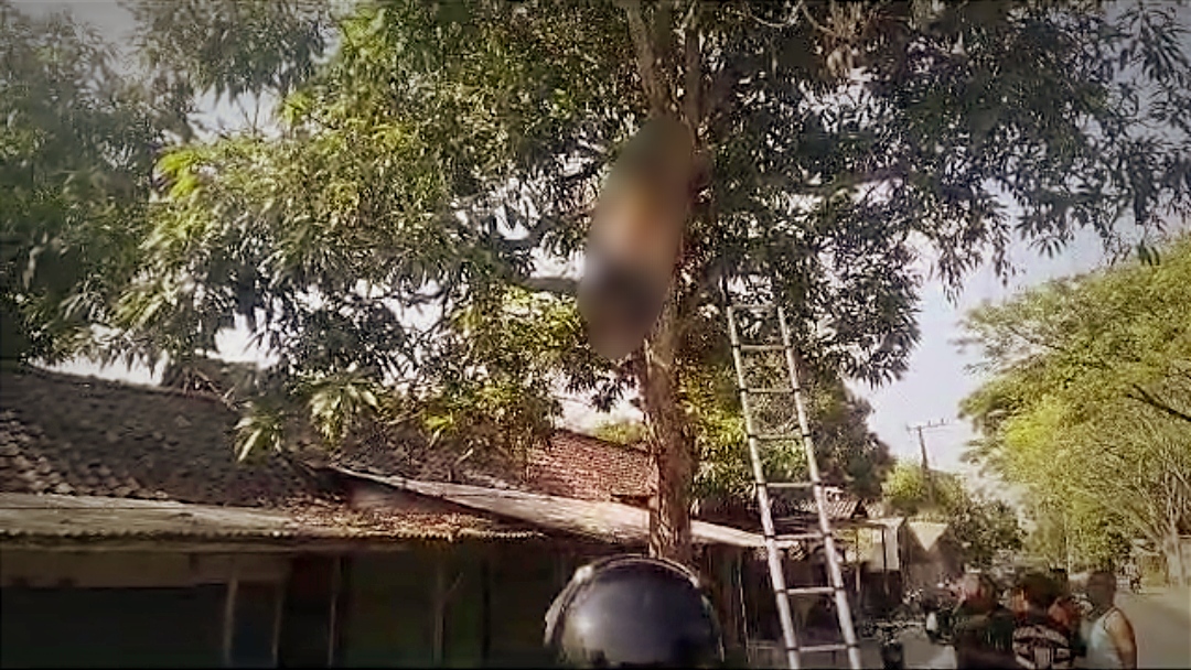 Karyawan Jaringan Wifi di Bojonegoro Meninggal Tersengat Listrik di Atas Pohon
